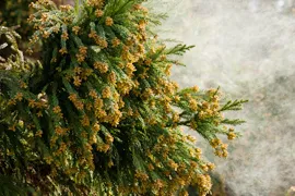 花粉症